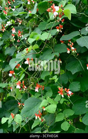 Fiori estivi rossi e bianchi e baccelli verdi e fogliame di fagioli di runner, Phaseolus coccineus "Painted Lady" giardino britannico agosto Foto Stock