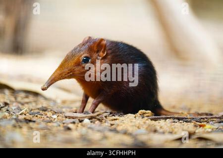 Primo piano di un giovane elefante, rhynchocyon petersi, su un terreno sabbioso con vista laterale Foto Stock
