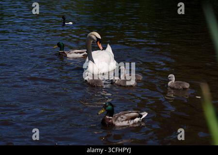 Cigno madre nuotando graziosamente in uno stagno con i suoi cignetti e altri abitanti acquatici, goccioline d'acqua ghiacciate catturate mentre cadono dal suo becco. Foto Stock
