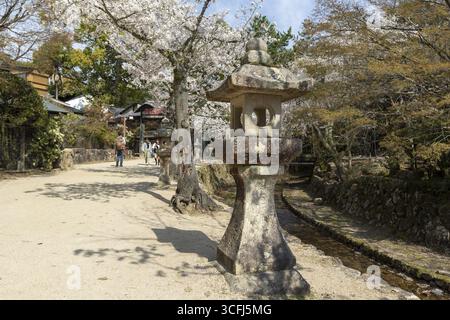 Toro, lanterne giapponesi in pietra e alberi da chiesa in fiore, Sakura, vista, attrazione turistica, sito Patrimonio dell'Umanità dell'UNESCO, Santuario Itsukushima, Miyajima Foto Stock