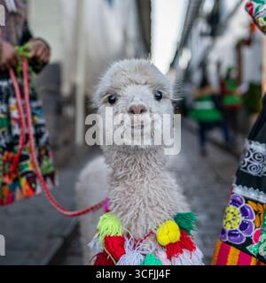 Primo piano di un alpaca bianco con nappine colorate in una strada acciottolata a Cusco, Perù, che rappresenta la cultura andina e il patrimonio tradizionale. Foto Stock