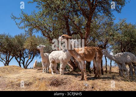 Gruppo di alpaca che si trova sotto gli alberi autoctoni degli altopiani andini e mostra fauna selvatica, bestiame e paesaggio rurale Foto Stock