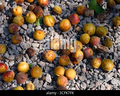 Albicocche rovinate cadute sul sentiero di ghiaia. Foto Stock
