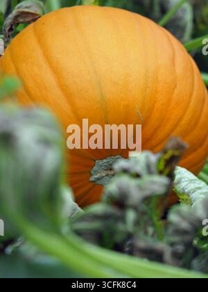Zucche che crescono in un giardino di campagna inglese, Northamptonshire, Regno Unito Foto Stock