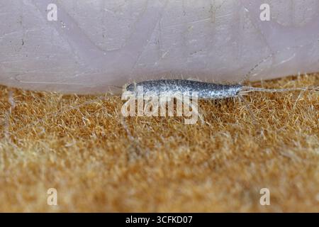 Primo piano di pesce argentato grigio dalla coda lunga Ctenolepisma longicaudata. Vista laterale dell'insetto. Foto Stock