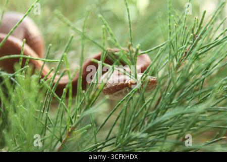 Un serpente africano ben nascosto (Lamprophis fuliginosus) che scivola su foglie di pino di fronte alla macchina fotografica con allievo marrone visibile su orientamento orizzontale Foto Stock