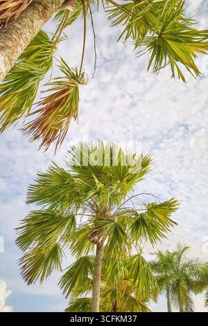 Foto di una palma contro il cielo. Foto Stock