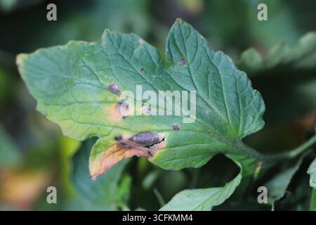 Macchie bersaglio (Alternaria solani) o lesioni a forma di bersaglio su una foglia di pomodoro, Foto Stock