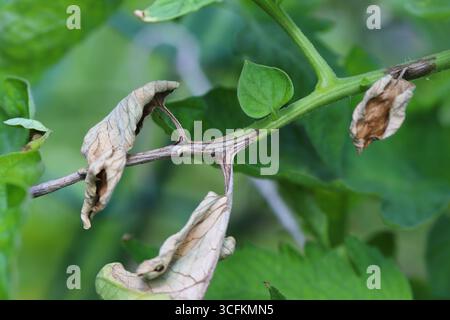 Late blight spread di piante di pomodoro, Phytophthora infestans Foto Stock