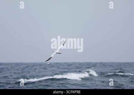 Gannet settentrionale Morus bassanus, adulti che volano sul mare, Isole Scilly, Inghilterra, agosto Foto Stock