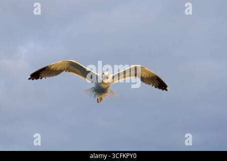 Il gabbiano più piccolo Larus fuscus, volo per adulti, Isole Scilly, Inghilterra, agosto Foto Stock