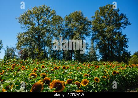 Alberi sopra un campo di girasoli a Richmond, British Columbia. Foto Stock