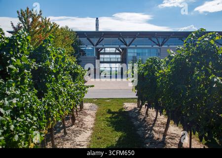 Jackson-Triggs Winery, architettura moderna e vigneti, Niagara-on-the-Lake in Ontario, Canada Foto Stock