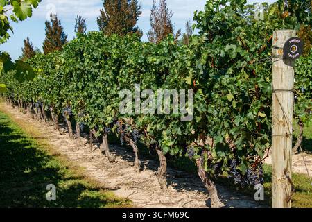 L'uva Merlot presso la Jackson-Triggs Winery e i vigneti di Niagara-on-the-Lake, Ontario, Canada Foto Stock