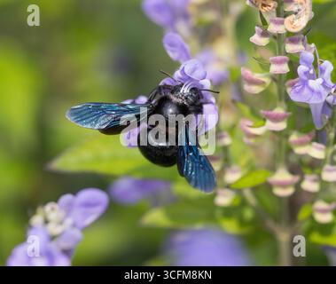 Berlino, Germania. 09 agosto 2025. 09.08.2025, Berlino. Un'ape da falegname viola (Xylocopa violacea) è seduta su un fiore e cerca di arrivare al nettare. In questo modo, raccoglie il polline dalla pianta, soprattutto sulla sua testa. A causa delle loro dimensioni e del loro peso, le api sono impollinatori particolarmente buoni per molte piante da fiore. Credito: Wolfram Steinberg/dpa credito: Wolfram Steinberg/dpa/Alamy Live News Foto Stock