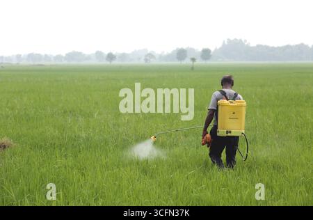 Un'immagine editoriale che mostra un contadino che spruzza il pisello in una risaia a Inaruwa-9, Sunsari, Nepal. La foto, scattata il 10 agosto 2025, cattura un Foto Stock