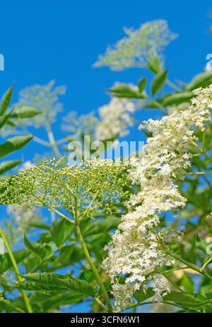Sambuco in fiore, Sambucus nigra, in primavera Foto Stock