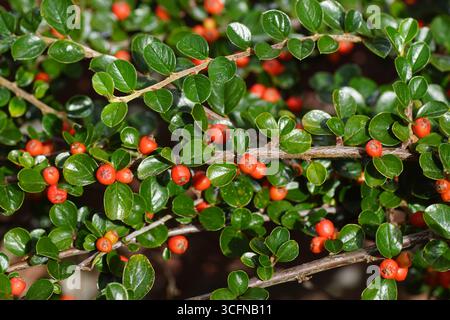 Cotoneaster horizontalis (Rock Cotoneaster) un arbusto deciduo con frutti di bosco brillanti e scarlatti. Famiglia delle rose (Rosaceae). Estate, agosto, Paesi Bassi Foto Stock