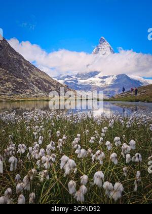Cervino riflesso in Riffelsee con erba di cotone in primo piano - Zermatt, Svizzera Foto Stock