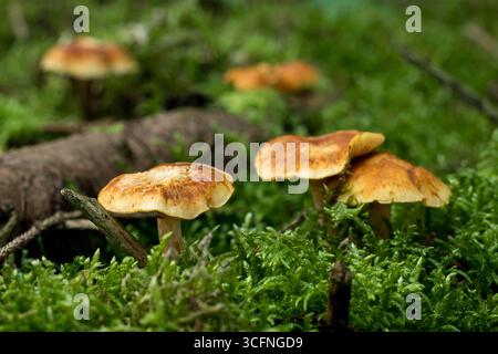 Ammasso di delicati Mycena epipterygia, comunemente noti come Yellowleg Bonnet fungi, che crescono su un letto di muschio verde vibrante, sfondo fungo Foto Stock