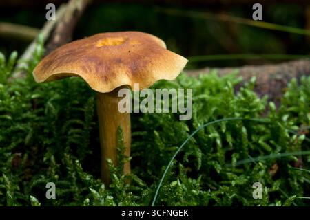 Ammasso di delicati Mycena epipterygia, comunemente noti come Yellowleg Bonnet fungi, che crescono su un letto di muschio verde vibrante, sfondo fungo Foto Stock
