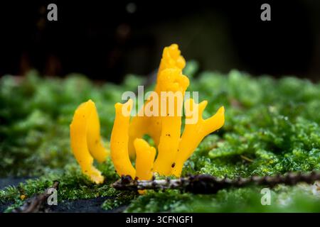 Scatto macro per catturare un gruppo giallo vibrante di Calocera viscosa o fungo giallo Stagshorn, che cresce tra muschio verde lussureggiante e fondo fungo Foto Stock