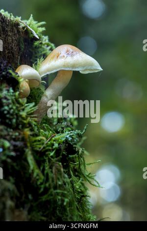 I funghi Hypholoma capnoides, noti anche come Conifer Tuft, crescono su un ceppo d'albero coperto di muschio in un lussureggiante ambiente forestale Foto Stock