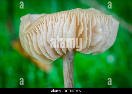 Un fungo Brown Wild, con cappello piatto e ghiaia visibile, che nasce da un lussureggiante tappeto di muschio verde sul pavimento della foresta Foto Stock