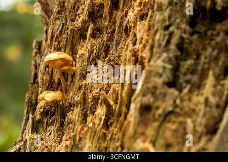 Fungo marrone con un caratteristico tappo e stelo che cresce da un tronco di alberi ricoperto di muschio e Lichen in un ambiente lussureggiante della foresta Foto Stock