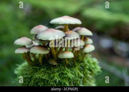 Gruppo di piccoli funghi delicati che crescono su un vivace tronco coperto di muschio verde nel cuore di una foresta Foto Stock