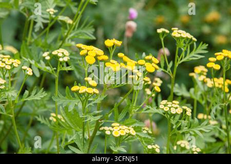 Piccoli fiori selvatici gialli in estate. Gemme gialle di tansy floreali contro il verde. Primo piano del fiore giallo di tansy per sfondo, palo, salvaschermo, wal Foto Stock