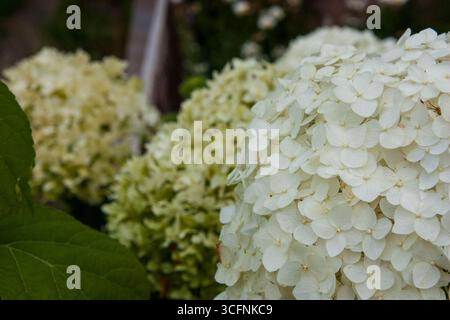 Palle di fiori bianche. Bellissimi arbusti di ortensia. Fiori grandi e delicati su sfondo scuro in una giornata estiva per sfondo, post, screensaver, wa Foto Stock