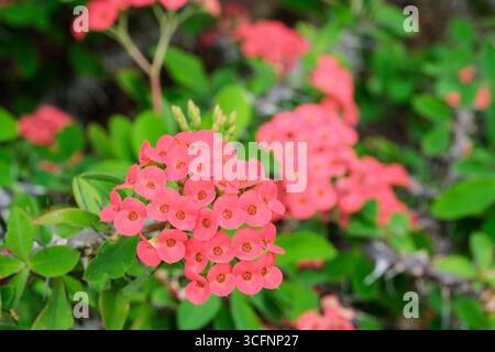 Euphorbia milii, corona di spine piante, cornea, rami succulenti, fiori gialli molto piccoli con bratti rosa chiaro e appariscenti Foto Stock