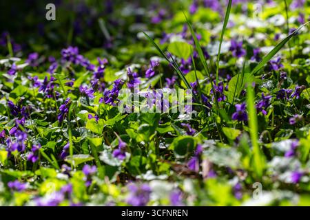 Fiori di primavera. Violetta fiori fioriscono nella foresta di primavera. Viola odorata Foto Stock