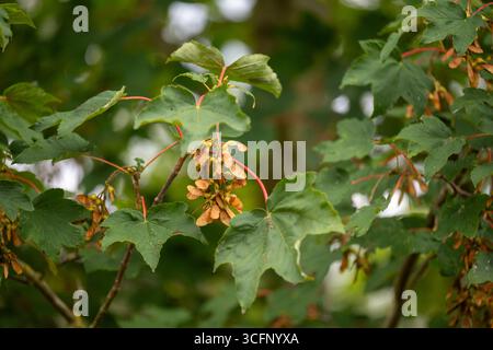 Primo piano dei semi di Sycamore (Acer pseudoplatanus) su un ramo di un albero all'inizio dell'autunno. Foto Stock