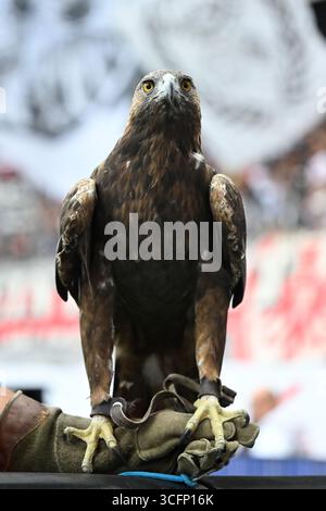 Francoforte, Germania. 23 agosto 2025. Fussball 1. Bundesliga 1. Spieltag Eintracht Frankfurt - SV Werder Brema am 23.08.2025 im Deutsche Bank Park di Francoforte Frankfurter MAskottchen Attila DFL proibisce qualsiasi uso di fotografie come sequenze di immagini e/o quasi-video. Foto: Revierfoto credito: ddp media GmbH/Alamy Live News Foto Stock