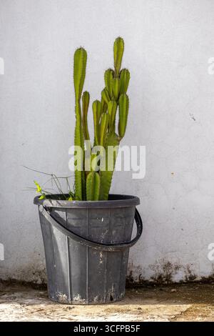 Cactus (Cactaceae) pianta in un secchio di plastica nero, che funge da vaso su una superficie di cemento sul tetto contro una parete bianca. Una foto perfetta per la casa gard Foto Stock