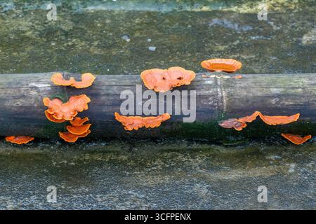 Foto ravvicinata dei vibranti funghi Pycnoporus sanguineus, noti anche come staffa Cinnabar, che prosperano su una superficie di cemento bagnato ricoperta di muschio con decayina Foto Stock