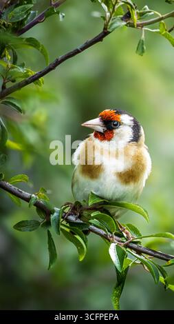 Gold Finch arroccato su un albero nella riserva naturale di Hauxley, Northumberland, luglio 2025 Foto Stock