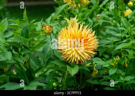 La dahlia (nome, Hapet Explosion) nel giardino dahlia di Baden Baden, vicino al vicolo lichtentaler. Baden Baden, Baden Wuerttemberg, Germania Foto Stock