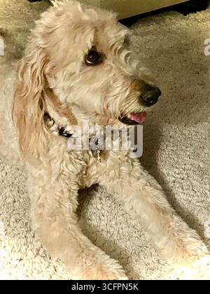 Primo piano di un animale domestico Goldendoddle Dog, 2025, MT. STATI UNITI Foto Stock