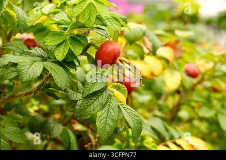 Fianchi di rosa maturi su un cespuglio nel giardino da vicino Foto Stock