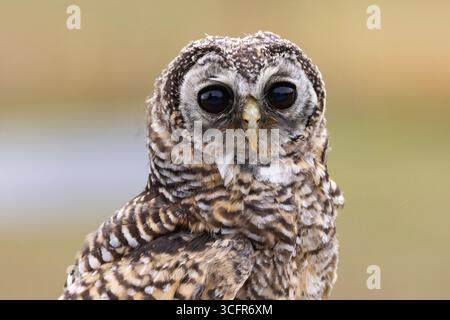 Il gufo di Chaco è un piccolo nativo del bioma di Gran Chaco, poco studiato in Sud America, si pensa che siano minacciati in natura Foto Stock