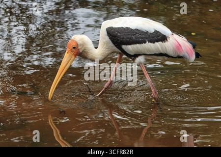 Cicogna dipinta (Mycteria leucocephala) camminando e pescando in acqua, Sri Lanka Foto Stock