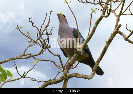 Piccione verde imperiale (Ducula aenea) mangiando foglie, Sri Lanka Foto Stock