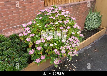 Fiori rosa pallido su un lacecap Hydrangea, una varietà di Hydrangea macrophylla, che fioriscono in un giardino in estate, luglio, Worcestershire, Inghilterra Foto Stock