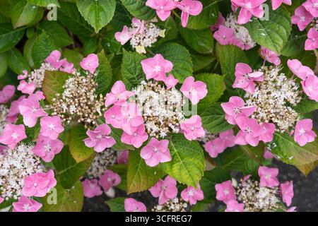 Fiori rosa pallido su un lacecap Hydrangea, una varietà di Hydrangea macrophylla, che fioriscono in un giardino in estate, luglio, Worcestershire, Inghilterra Foto Stock
