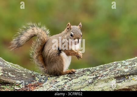 Scoiattolo; Nord America; Stati Uniti; Alaska; Tanana Valley; fauna selvatica; inverno; scoiattolo rosso; (Tamiasciurus hudsonicus) Foto Stock