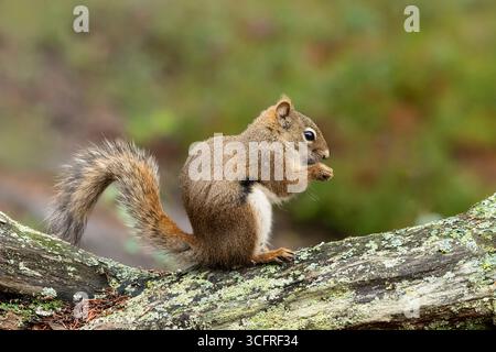 Scoiattolo; Nord America; Stati Uniti; Alaska; Tanana Valley; fauna selvatica; inverno; scoiattolo rosso; (Tamiasciurus hudsonicus) Foto Stock