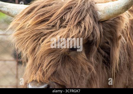 Primo piano di bovini delle Highlands con pelliccia spessa e corno curvo che mostrano un'espressione pacifica Foto Stock